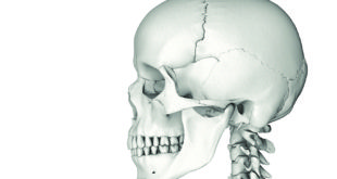 Craniofacial Growth